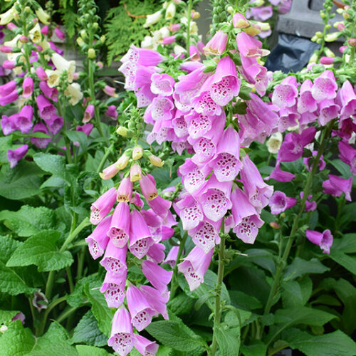 Digitalis purpurea ‘Dalmatian Rose’ - Image 3