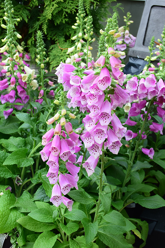 Digitalis purpurea ‘Dalmatian Rose’ - Image 3