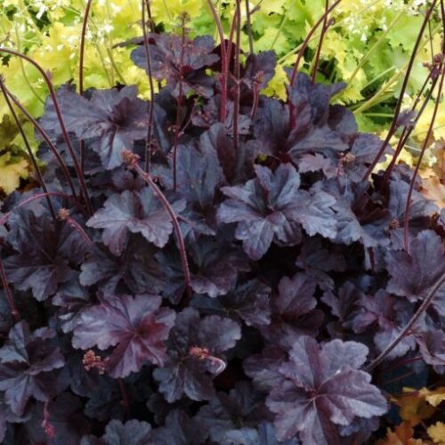 Heuchera ‘Obsidian’