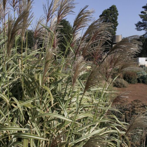 Alternative view of Miscanthus sinensis subsp. condensatus ‘Cosmopolitan’