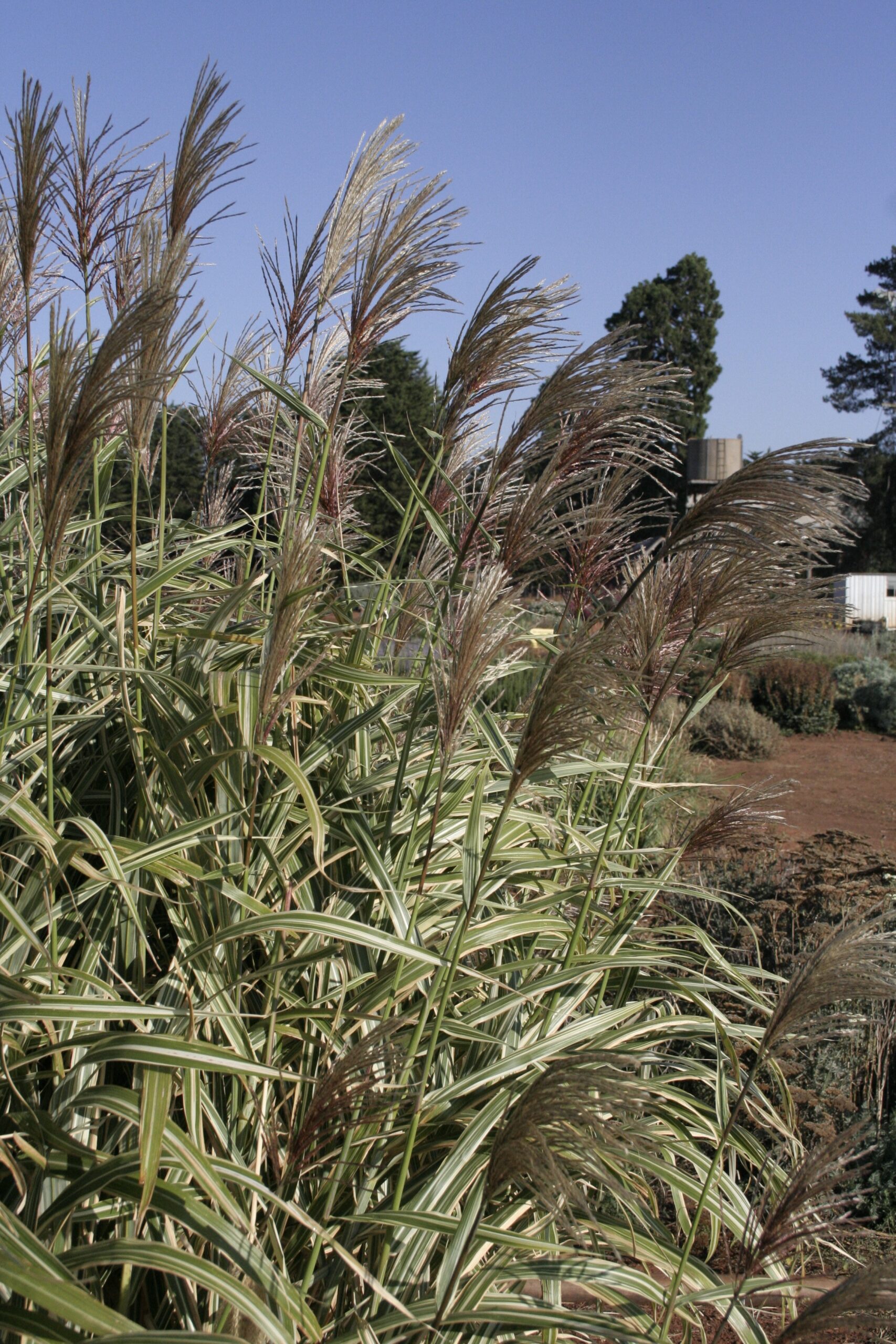 Miscanthus sinensis subsp. condensatus ‘Cosmopolitan’ - Image 2