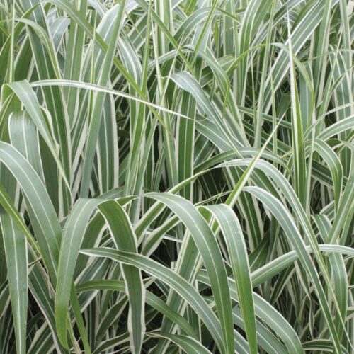 Miscanthus sinensis subsp. condensatus ‘Cosmopolitan’