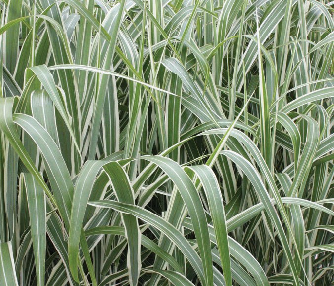 Miscanthus sinensis subsp. condensatus ‘Cosmopolitan’