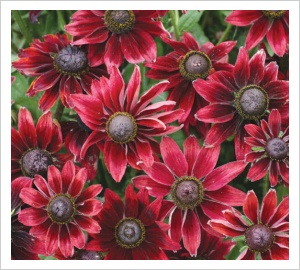 Rudbeckia hirta 'Cherry Brandy'