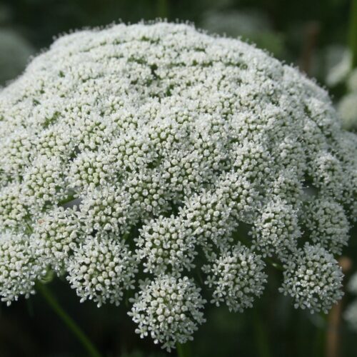 Ammi visnaga ‘Casablanca’