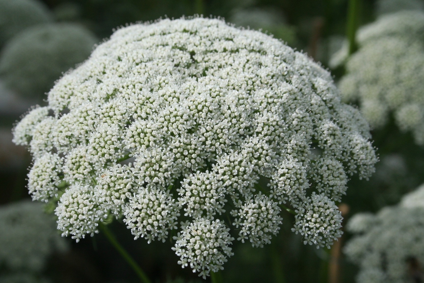 Ammi visnaga ‘Casablanca’