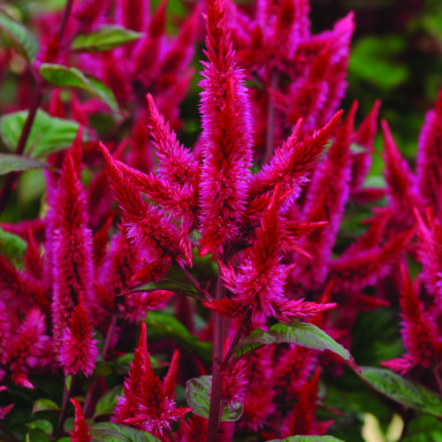 Celosia argentea spicata ‘Celway Red’