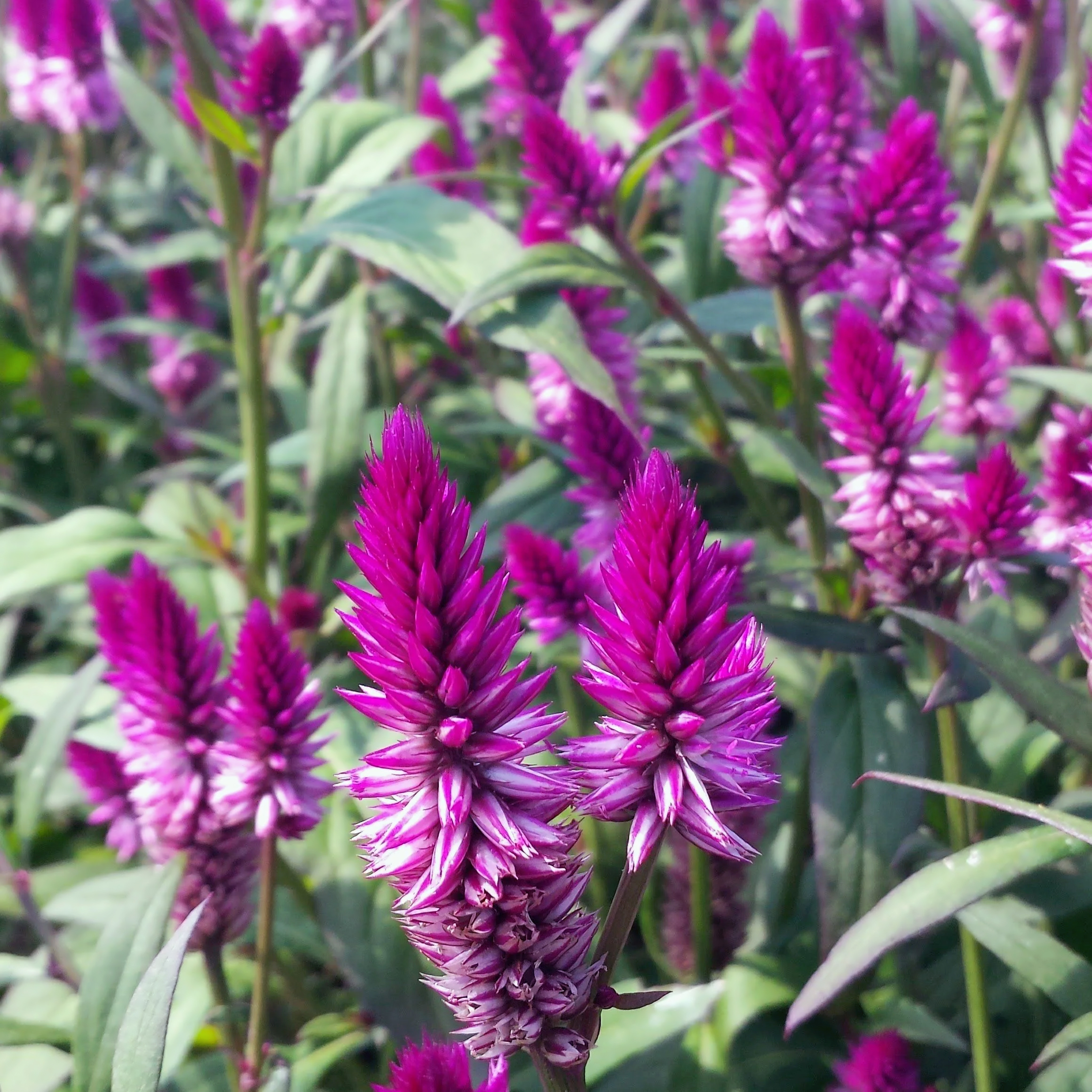 Celosia spicata ‘Parfait Ruby’
