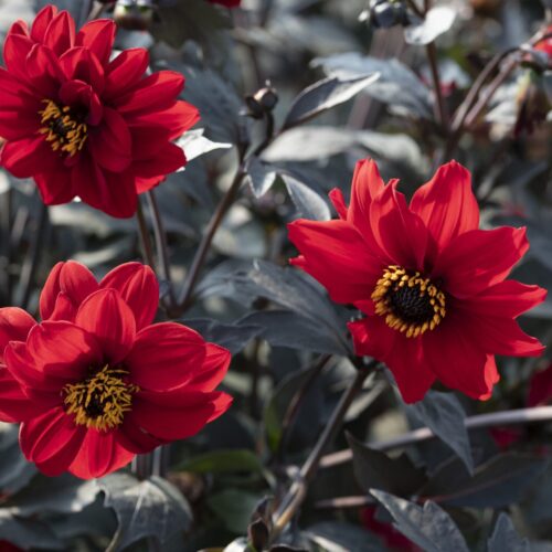 Dahlia 'Black Forest Ruby'