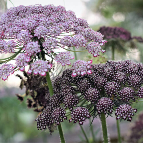 Daucus carota ‘Dara’