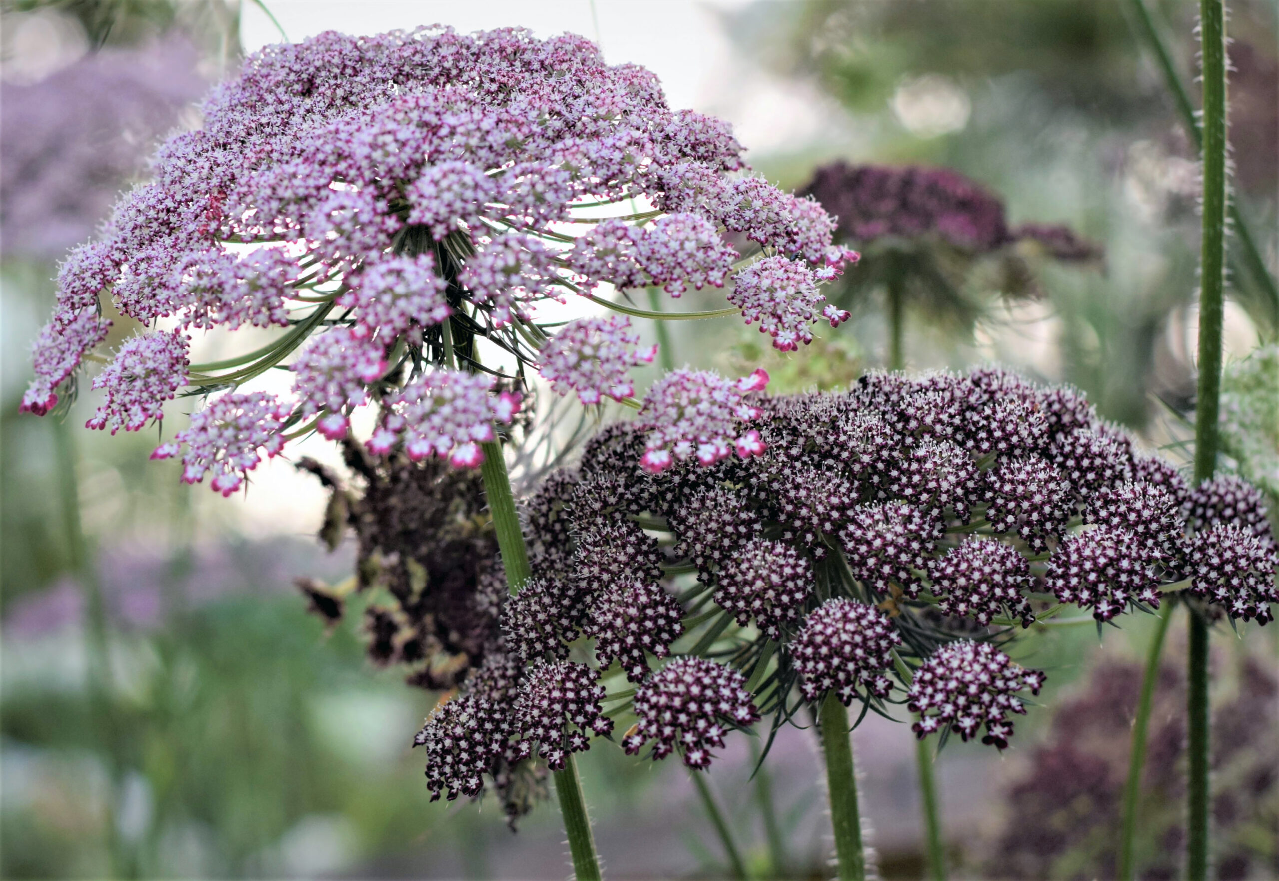 Daucus carota ‘Dara’