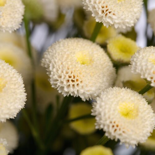 Tanacetum parthenium ‘Baya’