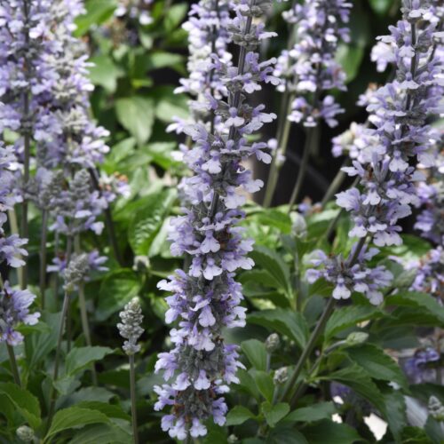 Salvia ‘Blue Chill’