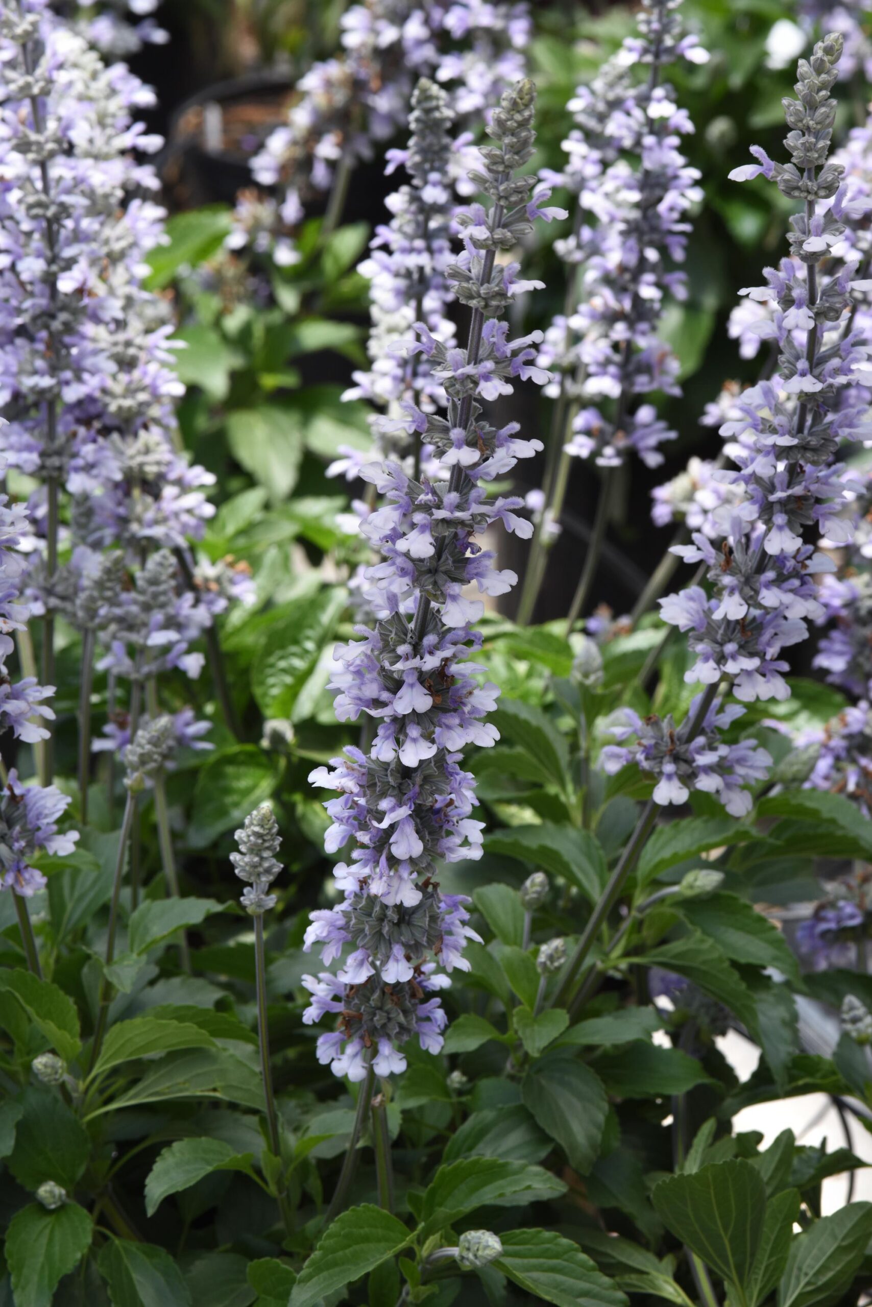 Salvia ‘Blue Chill’