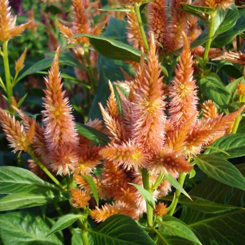 Celosia argentea spicata ‘Celway Terracotta’