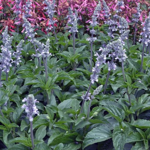 Alternative view of Salvia ‘Blue Chill’