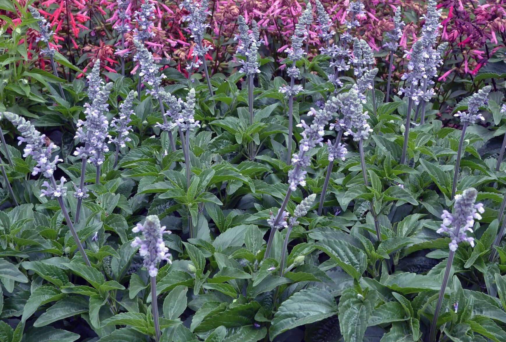 Salvia ‘Blue Chill’ - Image 2