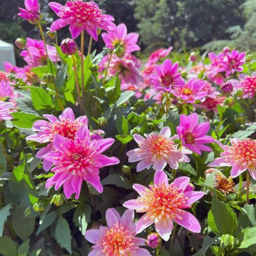 Dahlia Dalina 'Starburst Pink'