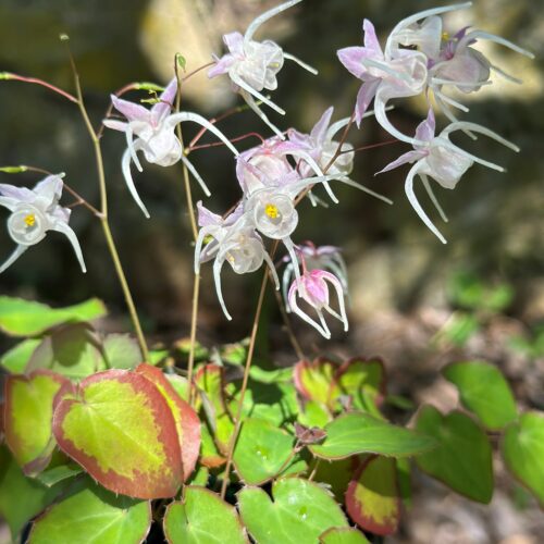 Epimedium grandiflorum 'Spring Wedding'