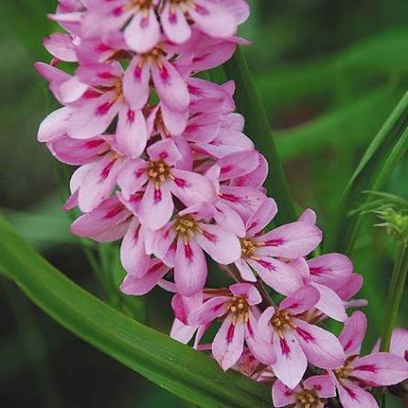 Francoa sonchifolia 'Soft Pink form'