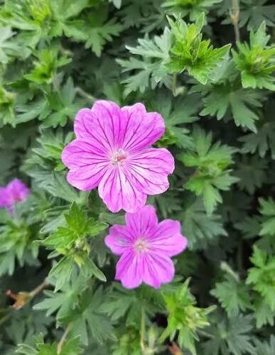 Geranium 'Blushing Turtle'