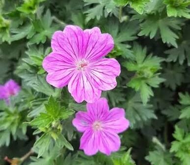 Geranium 'Blushing Turtle'