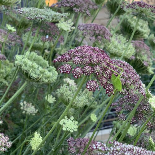 Daucus carota ‘Dara’ - Image 2