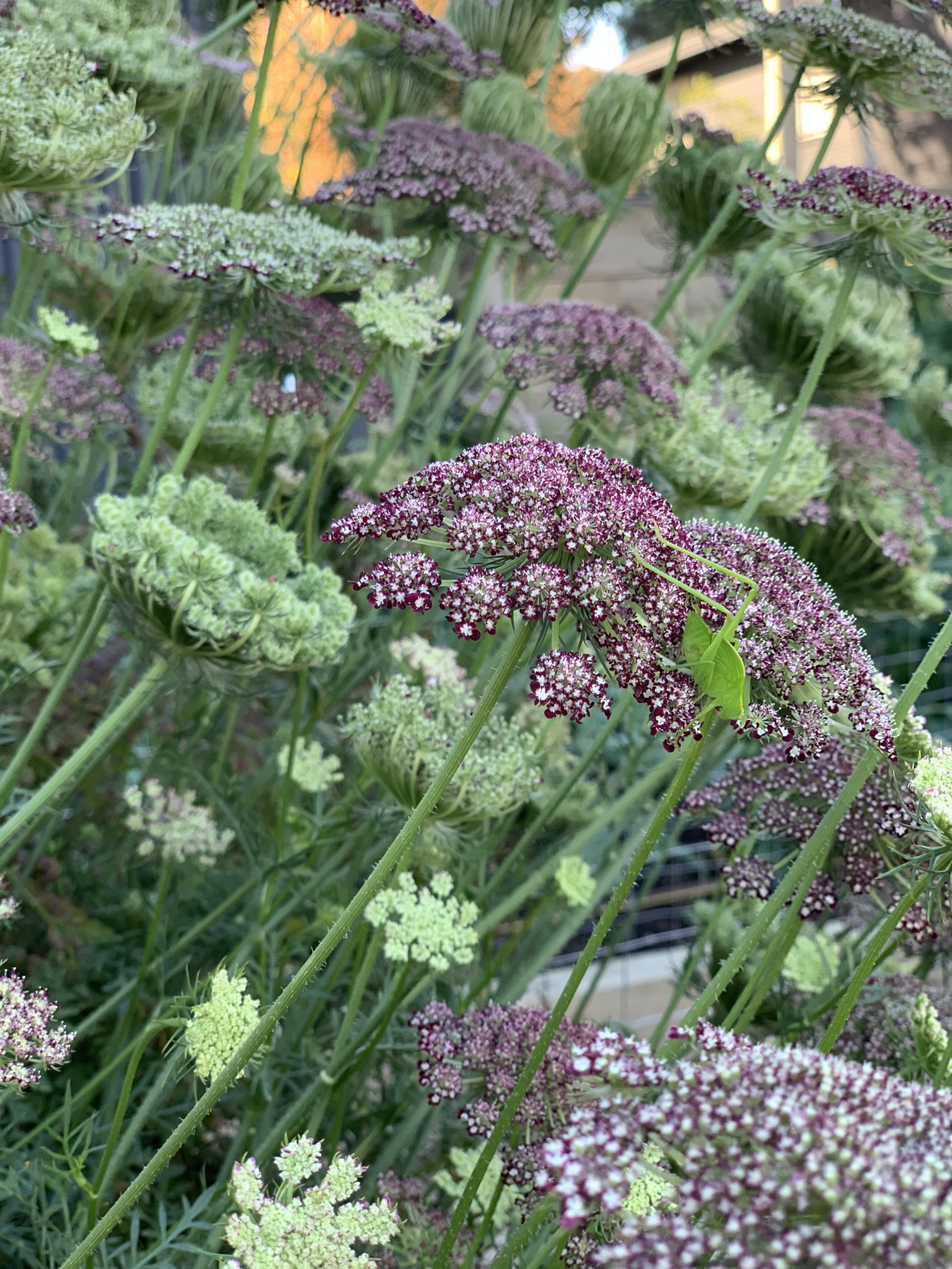 Daucus carota ‘Dara’ - Image 2