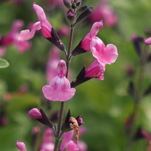 Salvia microphylla 'Angel Wings'