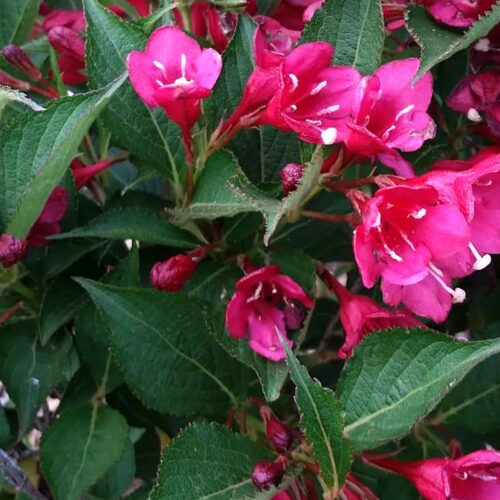 Weigela "Eva Rathke"