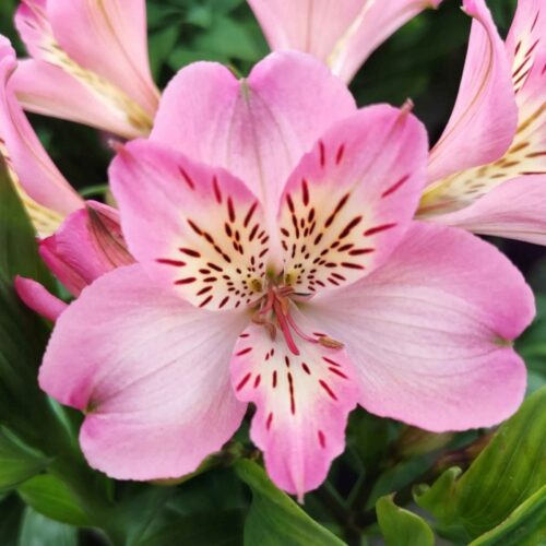 Alstroemeria ‘Summer Break'