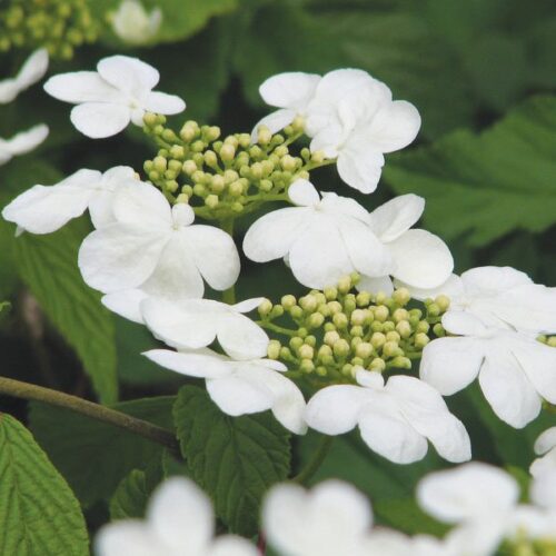 Viburnum plicatum ‘Lanarth’