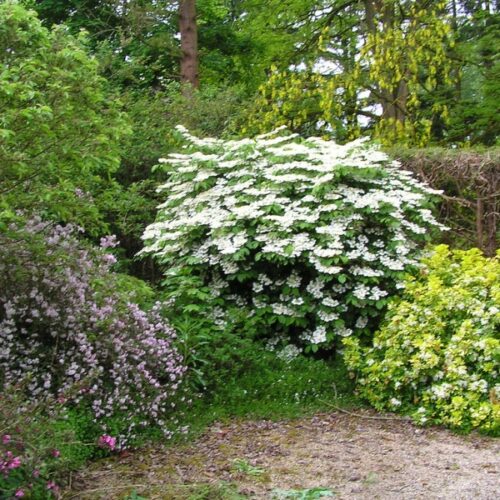 Viburnum plicatum ‘Lanarth’ - Image 2